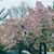 Tina Dahl McComb's profile image