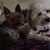 Debi Goike's profile image