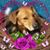 Angela Ross Warren's profile image
