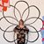 Amanda Whitman's profile image
