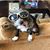 Justin Bohall's profile image