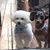 Donna Sicard Pappe's profile image