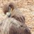 Karen Schauf's profile image
