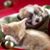 Sarah Fachnie-Shonk's profile image