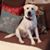 Carl Joy's profile image