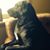Jacqueline Dillon's profile image