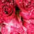 Connie Cookie Maggiulli's profile image