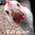 Diane Sheets's profile image