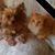 Antonietta Discenza's profile image