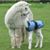 Tenia Leyton's profile image