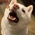 Mark Laughlin's profile image