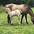 Nancy Hinshaw Pearson's profile image