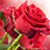 Grace Elizabeth's profile image