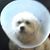 Bonnie Kesler's profile image