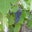 Ginny Striewig's profile image