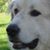 Brandon Nikolopoulos's profile image
