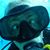Zohar Paz's profile image