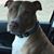 Doug Hollowell's profile image