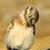 Julie Raynor Sayers's profile image
