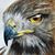 Steve Trogdon's profile image