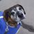 Deanna Cameron's profile image
