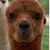 Alana Maddock's profile image