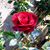 Mine Rojas's profile image