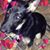 Candy Kiess Spurlock's profile image