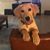 Trine Skall Scott's profile image
