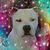 Bonnie L James's profile image