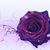 Saphrona Kimball's profile image