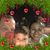 Brenda Chalmers's profile image
