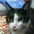 Hsiu-Miao Shih's profile image