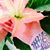 Marcella Studebaker's profile image
