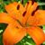 Lily Sloane's profile image