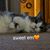 Amber Svorec's profile image