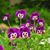 Paula Drucker's profile image