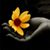 Armina Talic's profile image