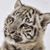 Josh N. Vo's profile image