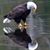 Mike Pulju's profile image