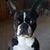 Sheryl Hodge's profile image