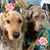 Sharon Lydon Powers's profile image