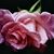 Kecia Shannon-Brown's profile image