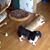 Susan Akalan's profile image