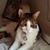 Elena Mischel's profile image