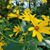 Cherisse Conover's profile image