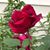 Ginger Jacobs Anderson's profile image