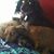 Dawn Springer Wheeler's profile image