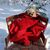 Melissa Theisen's profile image