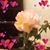 Lynda L. Giammanco's profile image